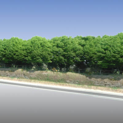 Tree line Roadside.tga